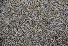 Gdzie produkowano Cinquecento?