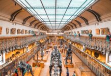 Czy w Dino jest płyn do spryskiwaczy?