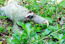 Ile będzie kosztować nowa Honda CRV?