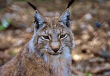 Jak usunąć rysy z alufelgi?